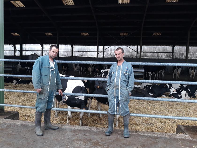 Frederik 4g radiation and his 40 dead cows